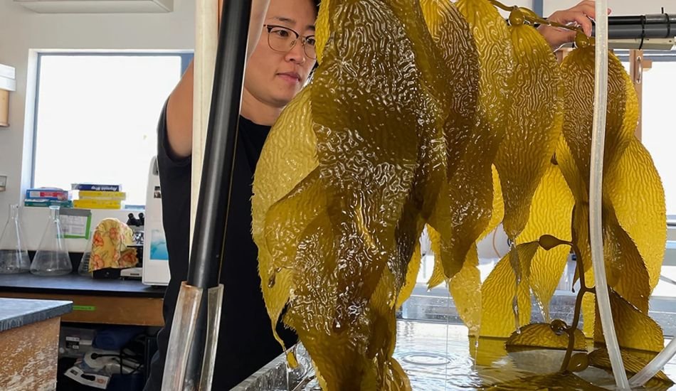 iant kelp can grow around 2ft (60cm) every day and can be harvested regularly without killing the organism (Credit: BBC)